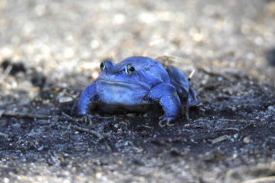 Male moor frog turns blue in spring at breeding time