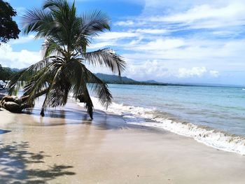 Palm trees on beach against a cloduy sky