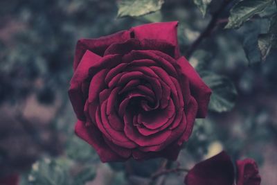 Close-up of fresh red rose blooming outdoors