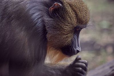 Close up of monkey 