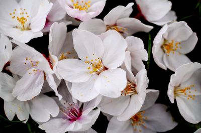 Close-up of white flowers