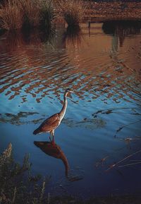 High angle view of gray heron in lake