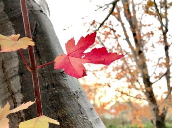 Close-up of maple tree during autumn