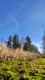 nature