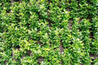 Full frame shot of plants