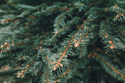 Natural christmas trees in a farm market. close-up on a pine branch. selective focus, copy space