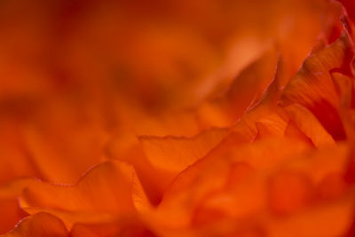 Full frame shot of red flower