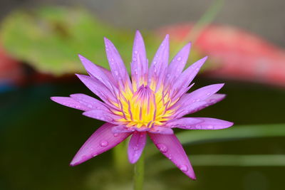 Purple lotus flower in thailand