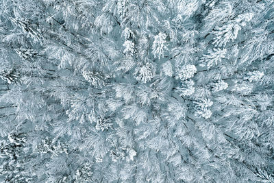 Aerial view of snow covered forest