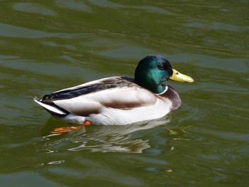 Close-up of duck swimming in lake