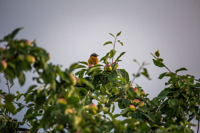 Low angle view of a plant against the sky