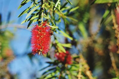 Low angle view of red berries on tree