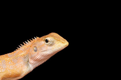 Close-up of lizard over black background