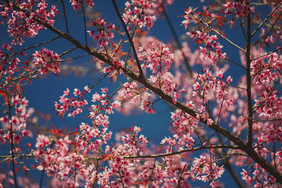 Low angle view of cherry blossom tree