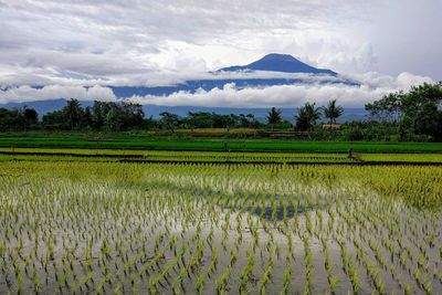 Scenic view of agricultural field against sky