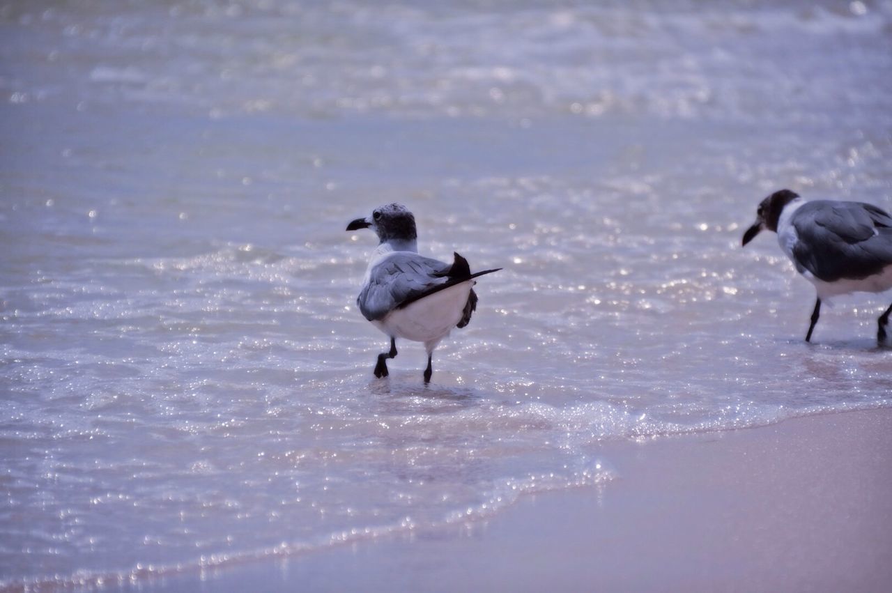 bird, animal themes, animals in the wild, water, wildlife, one animal, swimming, lake, waterfront, reflection, two animals, nature, high angle view, outdoors, perching, duck, no people, pigeon, day, rippled