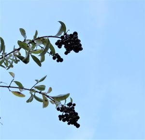 Low angle view of flowering plant against clear blue sky