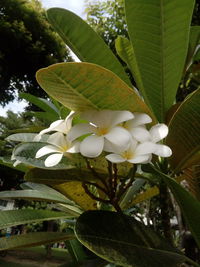 Close-up of white flowering plant