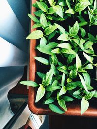 High angle view of potted plant on table