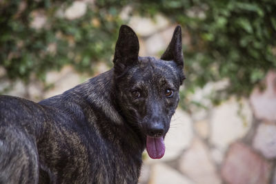 Close-up of black dog looking away