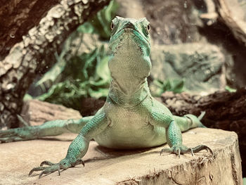 Close-up of a lizard on rock