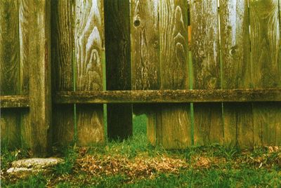 Close-up of grass growing in forest