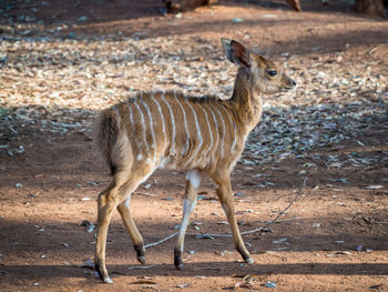 Young nyala antelope walking in 