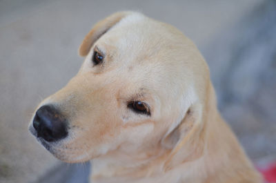 Close-up of dog looking away