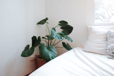 Potted plant on bed against window at home