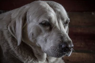 Close-up portrait of dog looking away