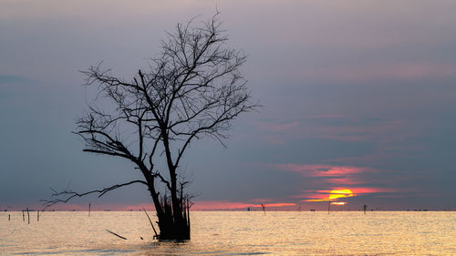 Silhouette bare tree by plants against sky during sunset