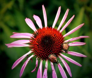 Close-up of honey bee on pink flower