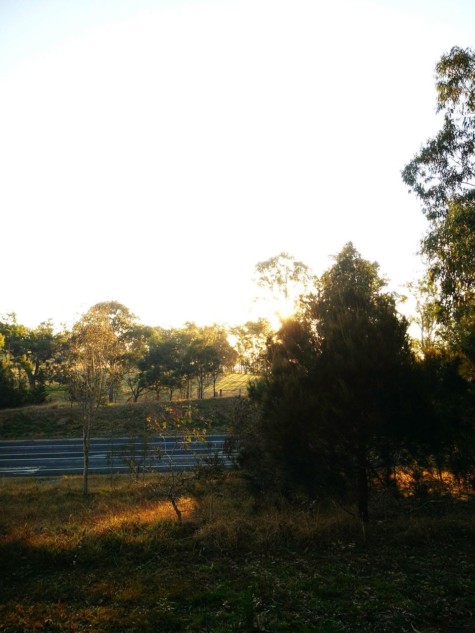 TREES ON GRASSY FIELD AGAINST CLEAR SKY