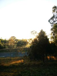 Scenic view of grassy field against clear sky