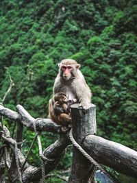 Monkey sitting on tree in forest