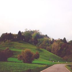 Scenic view of grassy field