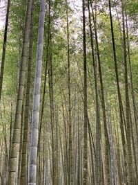View of bamboo trees in forest