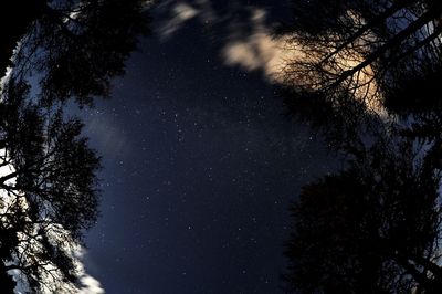 Low angle view of silhouette trees against sky at night