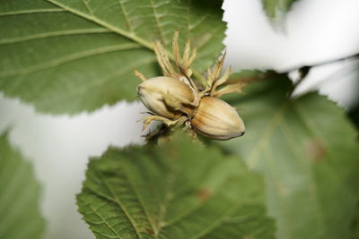 Close-up of a plant