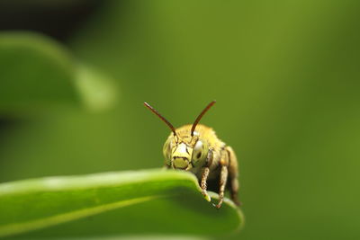 Close-up of insect
