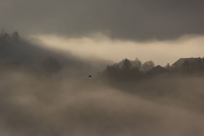 Silhouette bird flying against sky