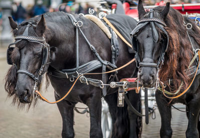 Horses in a horse