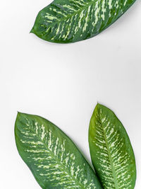 Close-up of green leaves against white background