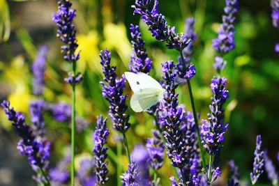 Close-up of butterfly pollinating on purple flowering plants