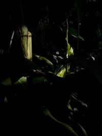 Close-up of plants at night