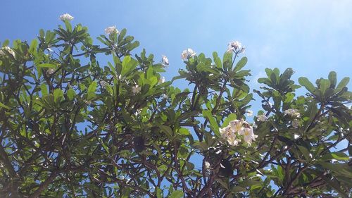 Low angle view of flowering plant against sky