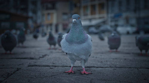 Close-up of pigeon perching on footpath