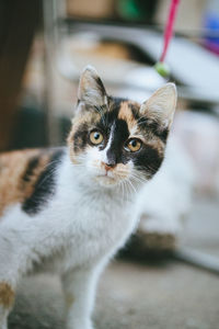 Close-up portrait of tabby cat