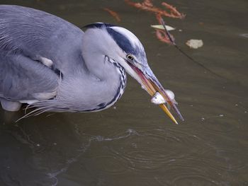 Close-up of bird in lake