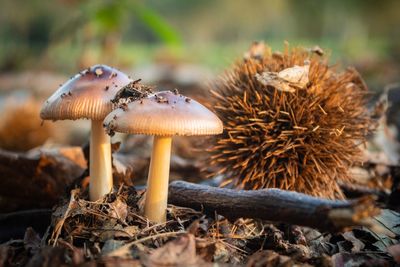 Close-up of mushroom growing on field